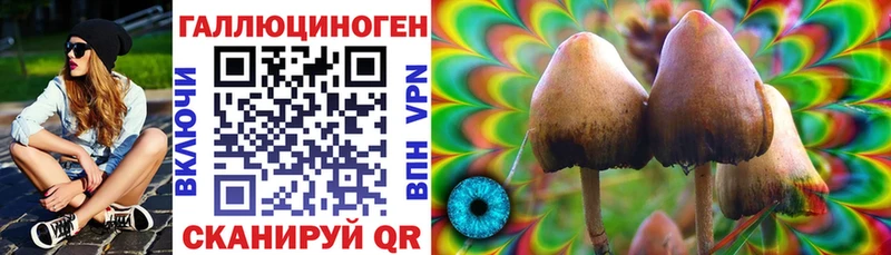 Псилоцибиновые грибы Psilocybe  mega зеркало  Новозыбков  магазин продажи наркотиков 