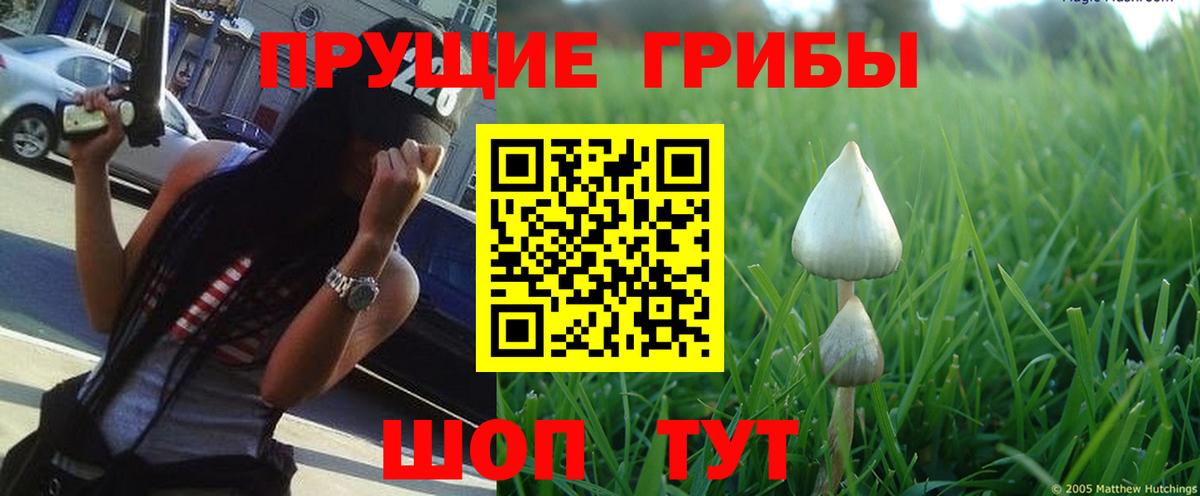 цена наркотик  Вход с VPN  Новозыбков  Галлюциногенные грибы MAGIC MUSHROOMS 